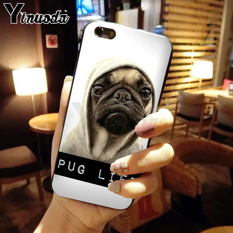pug dog animal
