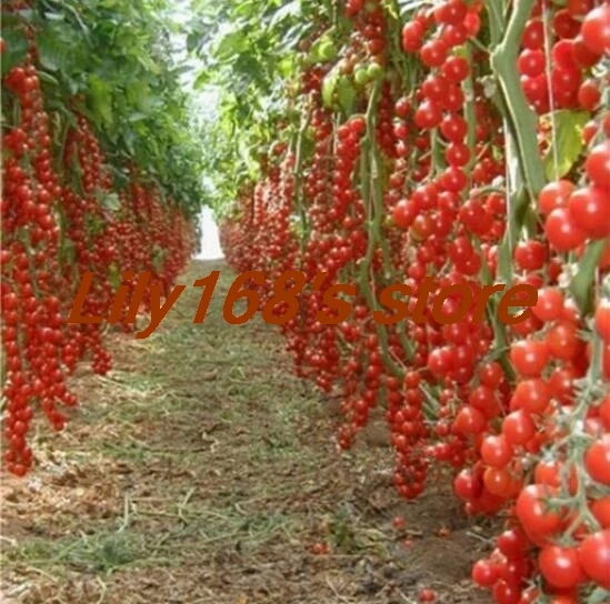 

100pcs climbing Tomato edible Tomato bonsai Vegetable plants food bonsai pot home garden planting