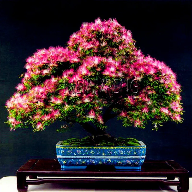 Flower Bonsai Tree Home Best Seeds Online Free Shipping Worldwide