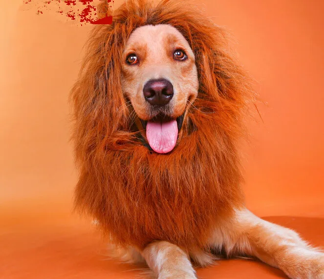 golden retriever wig buy wholesale golden retriever accessories from china golden retriever golden retriever wig buy wholesale golden retriever accessories from china golden retriever