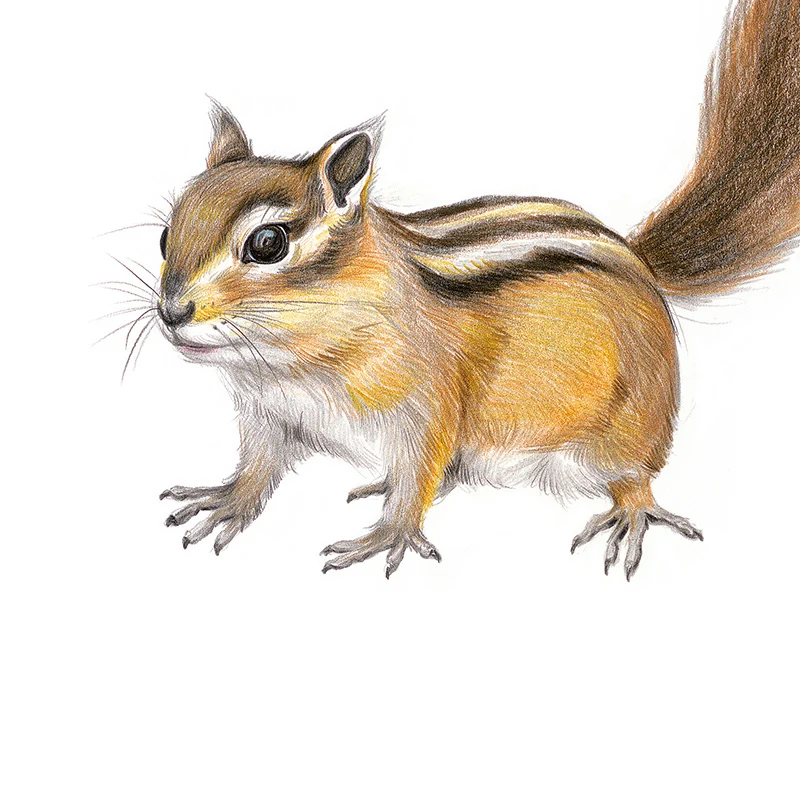 Coloring Book Pencil Sketch Entry Books Chinese Line Drawing Books Animal Sketch Basic Knowledge Tutorial Book For Beginners Coloring Book Pencil Sketch Entry Books Chinese Line Drawing Books Animal Sketch Basic Knowledge Tutorial Book For Beginners