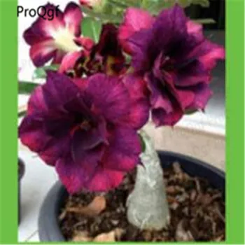 

Prodgf 3Pcs A Set beautiful dark purple Adenium Desert Rose