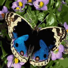 Безрамная картина по номерам краска по номеру для домашнего декора ПБН для гостиной 4050 бабочка