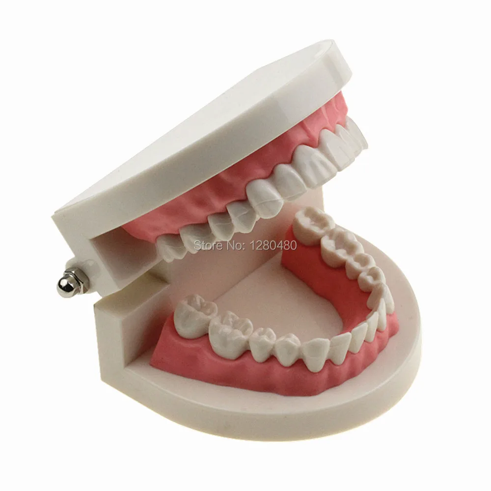 Dental Equipment Teeth Model For Teaching Early Learning / Demo / Can