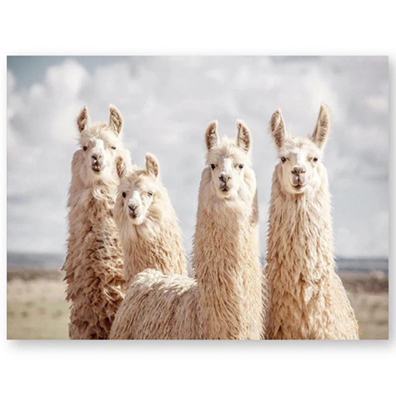 

5Diy diamond embroidery Animal Alpaca Photography full square Round rhinestone mosaic diamond painting wedding decorationZP-2554