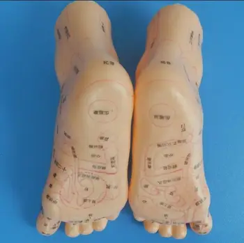 

Massage Foot Model 20cm