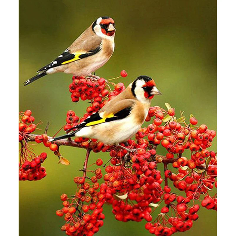 DIY 5D Diamond painting diamond kit painting rhinestones 3D diamond embroidery flowers Cross stitch decorative Bird Flower