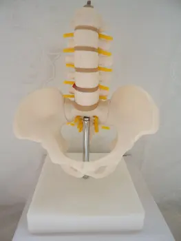 

human skeleton anatomical model for sale Skull Medical denture Human Pelvis Skeleton Anatomical Model with Lumbar Vertebrae