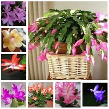Zygocactus Truncatus,schlumbergera Seeds,indoor Potted Plants, Green Plants – 20 Seeds Seeds