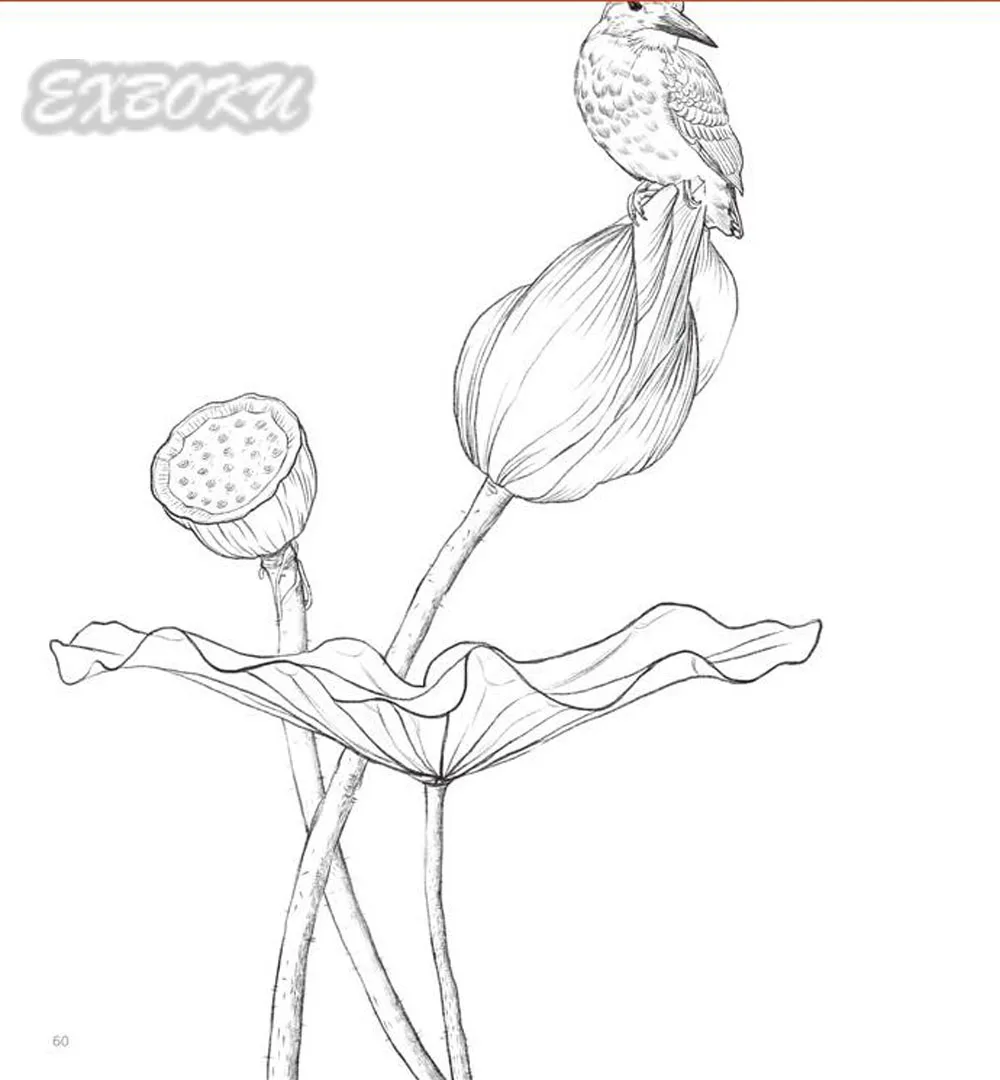 Libri Da Colorare Per Adulti Linea A Matita Disegno Schizzo Pittura cinese Libro D arte prende 100 Tipi Di Fiori Uccelli in Libri Da Colorare Per