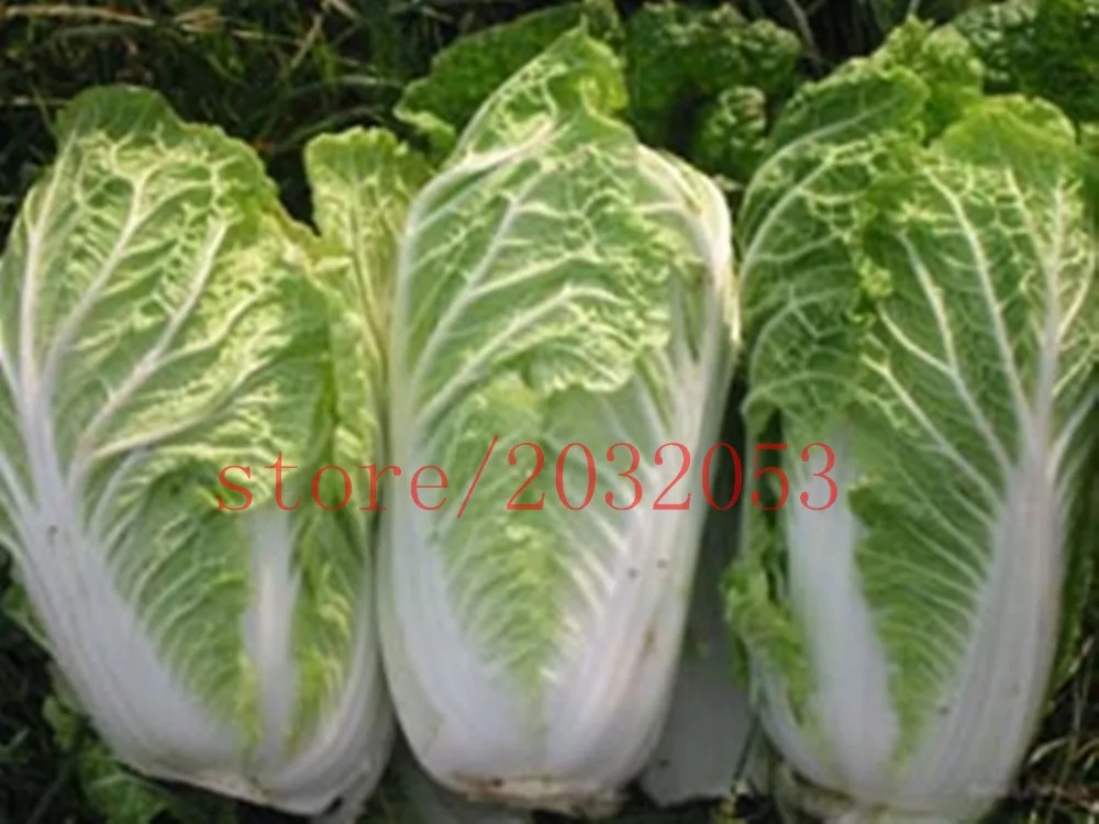 

bonsai 200 Chinese Cabbage giant vegetable Heirloom for home garden