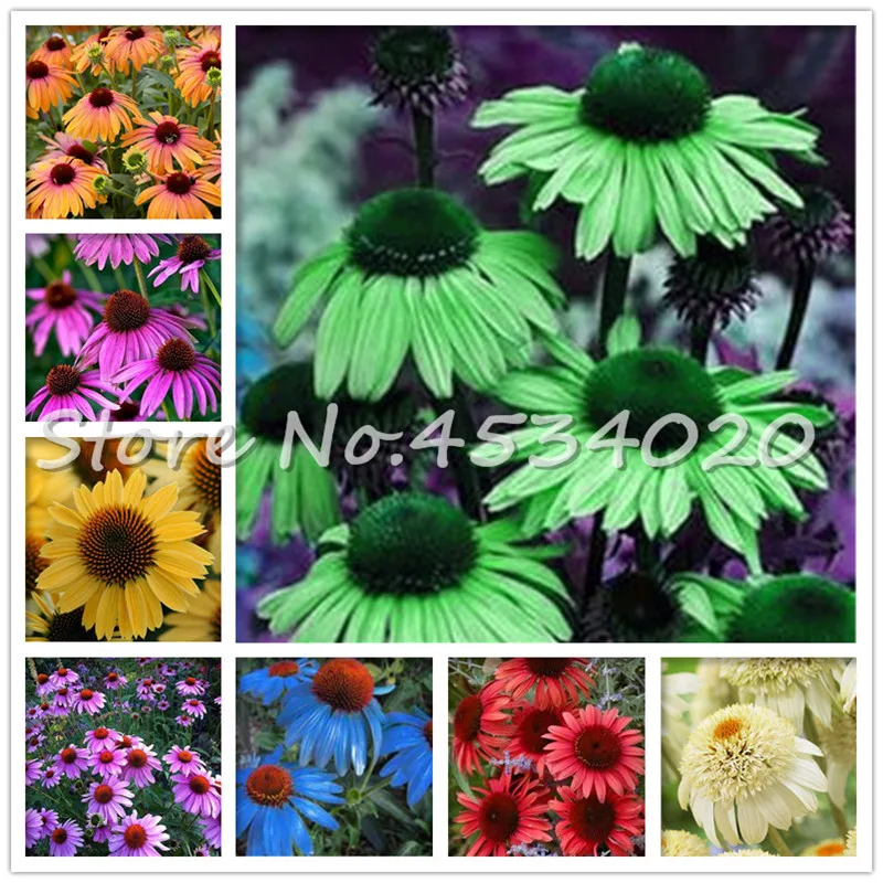 

Mix Echinacea Outdoor Flower Plant Germinate Bonsai, 100 PCS Coneflowe Rare Long-bloom Coneflower Bonsai for Home Garden Decor