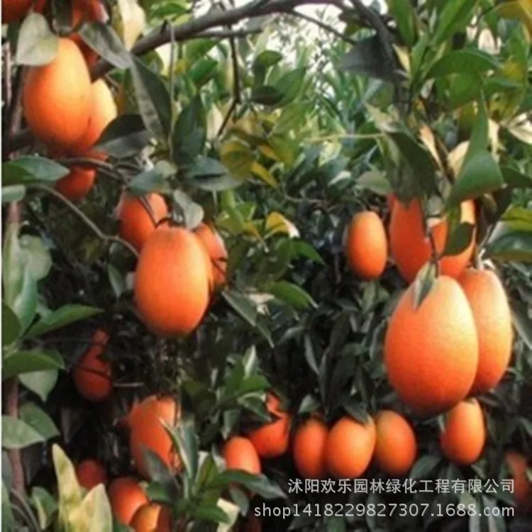 

Valencia oranges Navel orange blood orange fruit large bonsai stock 10pcs/Pack