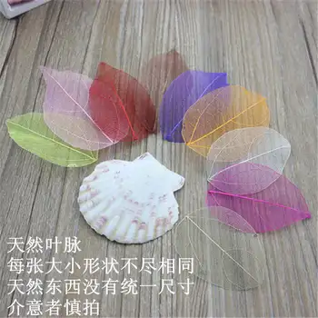 

Free Shipping Forest Series Natural Dried Flowers Natural Magnolia Leaves Rhododendron Dried Standard Bookmarks 50pcs