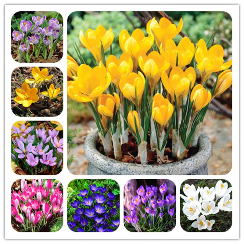 

True Crocus Saffron Bulbs Iran Saffron (Not Saffron Bonsai) Flower Bulbs Happy Joy Flowers Bonsai Pot Plant Home Garden-2Bulbs