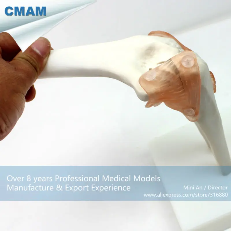 

CMAM/12357 Elbow joint, Medical Extremities Anatomical Human Model