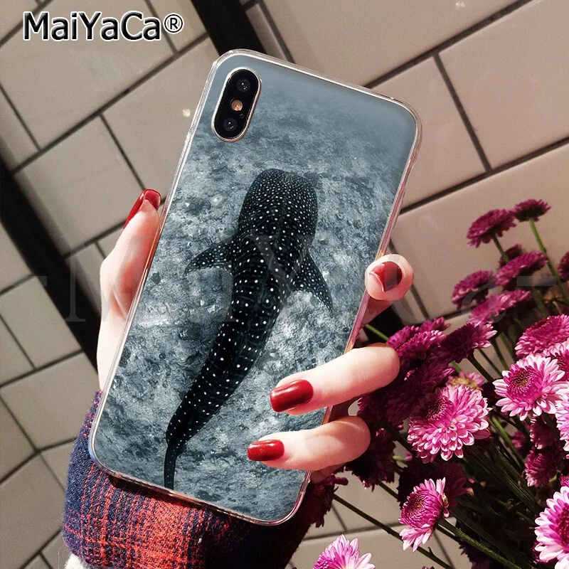ocean Whale Sharks fish