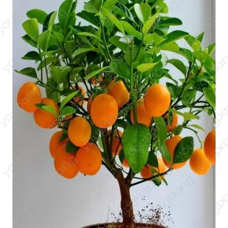 

Loss Promotion!20pcs Edible Dwarf Orange Tree garden, Fruit Mandarin Bonsai Tree flores, Citrus plantas Bonsais Mandarin Orange