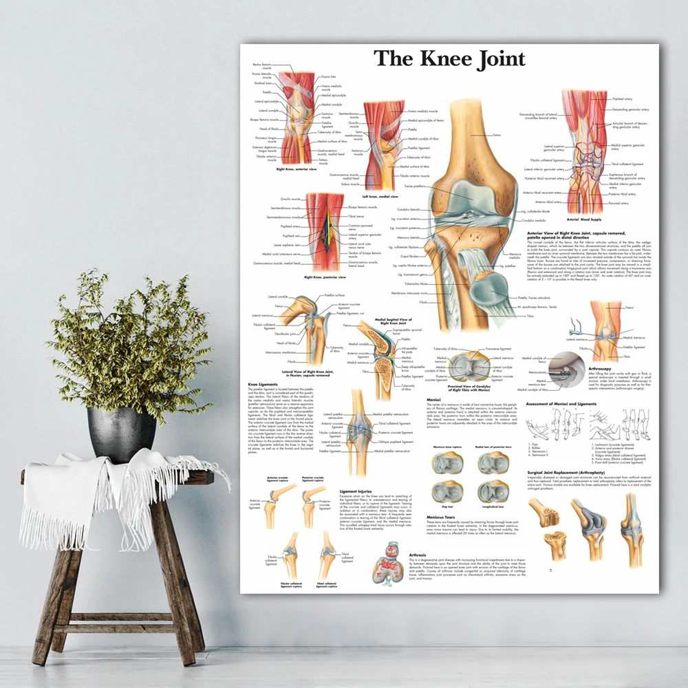 WANGART анатомические диаграммы и плакаты Анатомия руки ноги простой человеческий плакат холст печать Настенная картина для медицинского образования офиса