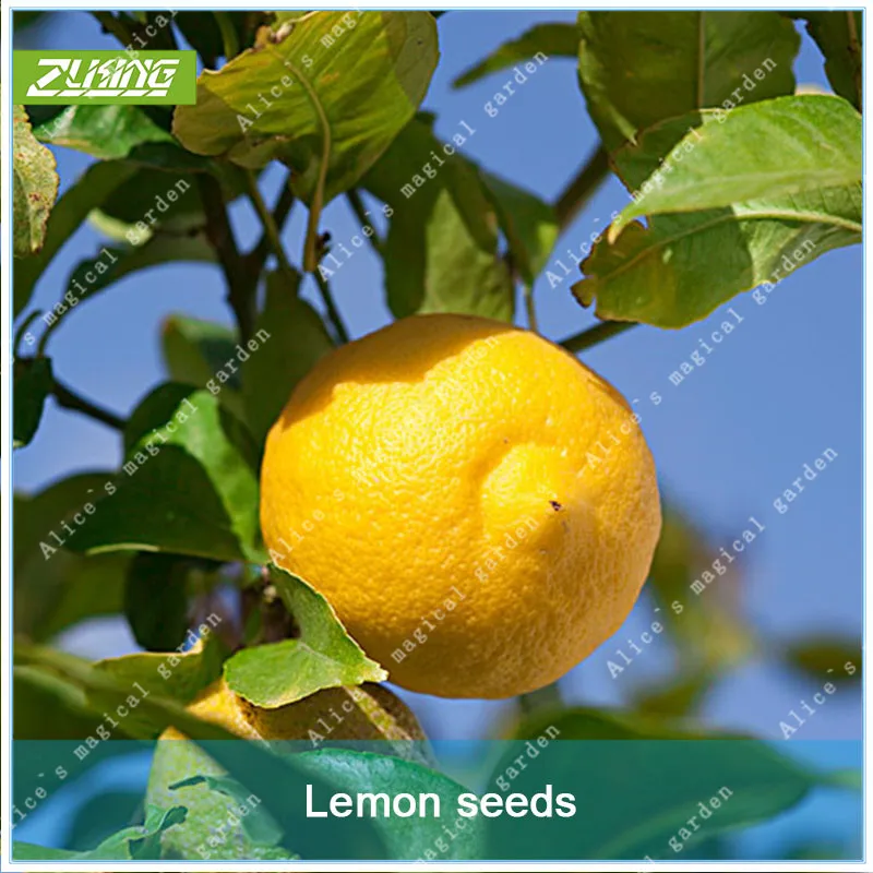 ZLKING 20 шт. китайский лимон деревьев бонсай Свежие Органические Номера ГМО здоровый для фруктового сока специи завод