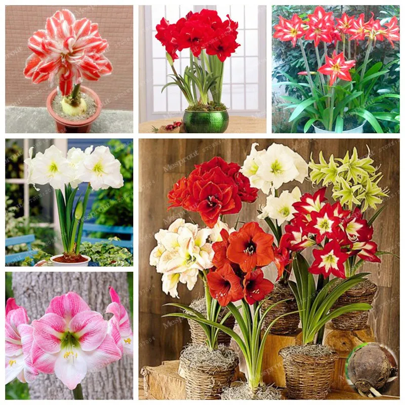 Online Buy Wholesale amaryllis bulbs from China amaryllis bulbs