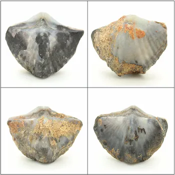 

No. fossils natural specimens British Shiyan Yan Shi of child Ishihara good value teaching specimens