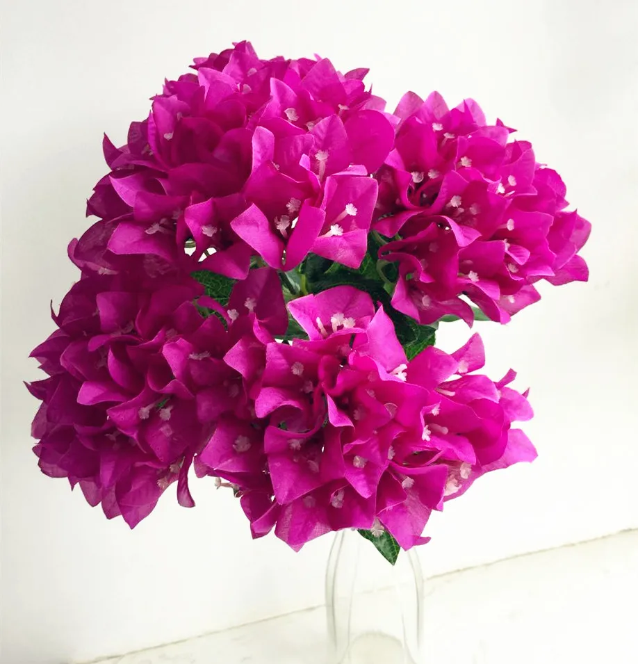 Bougainvillea Sabina In Vaso 13 - Pianta Rampicante Viola, 40cm