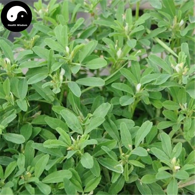 Buy Common Fenugreek Semente 400pcs Plant Chinese
