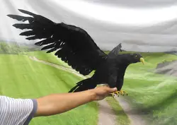 Новый Моделирование черная птица пластиковые модели и меха крылья ворона модель подарок около 90 х 45 см 0801