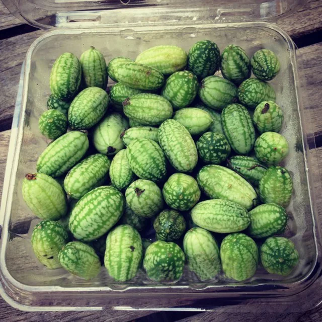 30pcs Seeds very rare Mini watermelon GreenSeedGarden