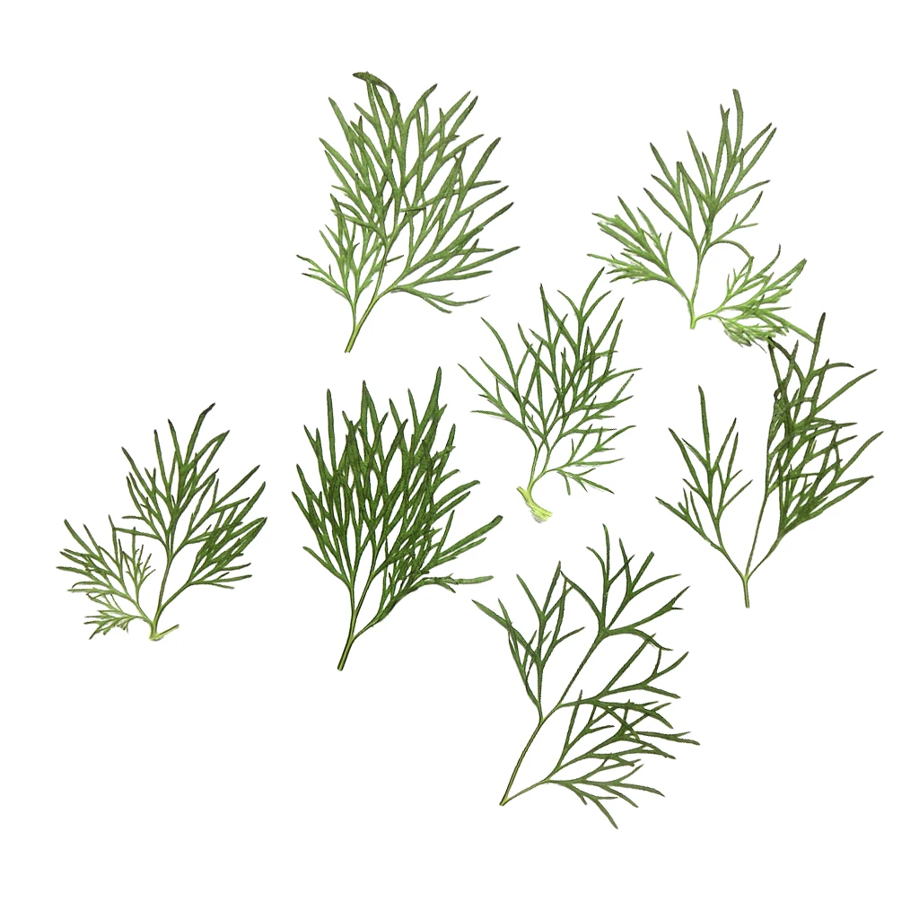10pcs Pressed Real Dried Flower Vivid Dry Leaves for DIY Crafts Bookmark Card Making Phone Case Embellishment Supplies
