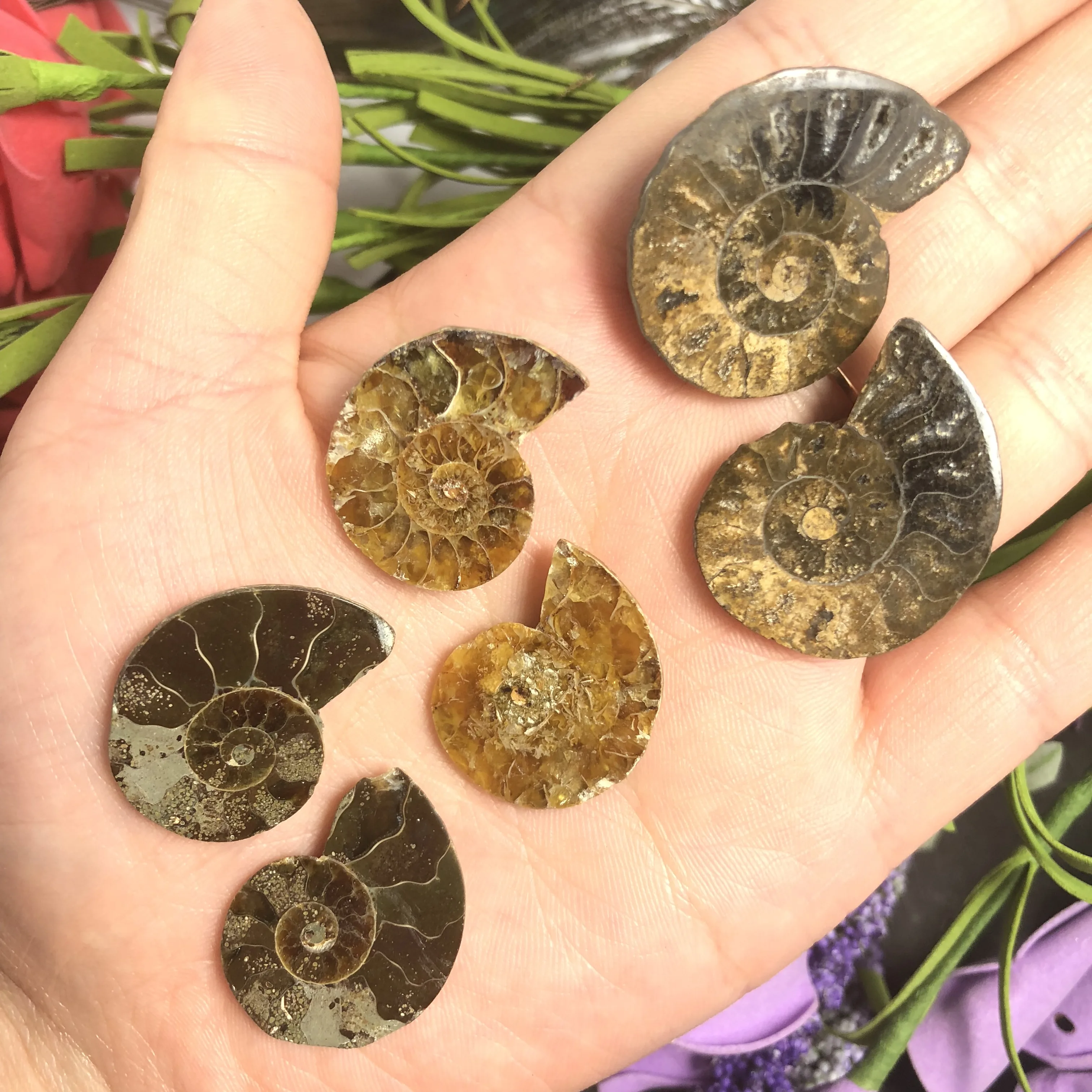 Натуральный Полированный козий гудок окаменелости аммониты Conch douvileras