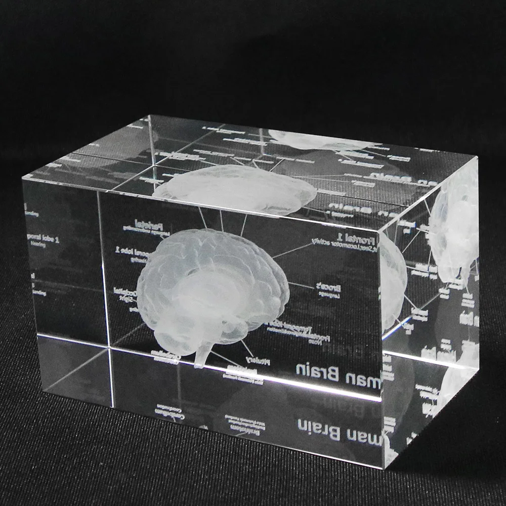3D анатомическая модель человека пресс папье лазерная гравировка мозг