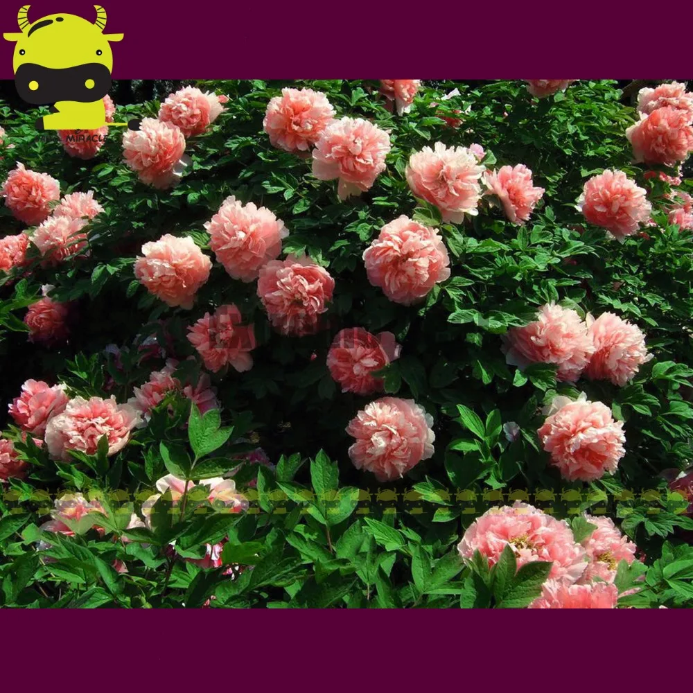 Heirloom Chinese Pink Tree Peony Shrubs Plant Seedling Seeds 5 Heirloom Chinese Pink Tree Peony Shrubs Plant Seedling Seeds 5 Pack Strong Fragrant Flowers