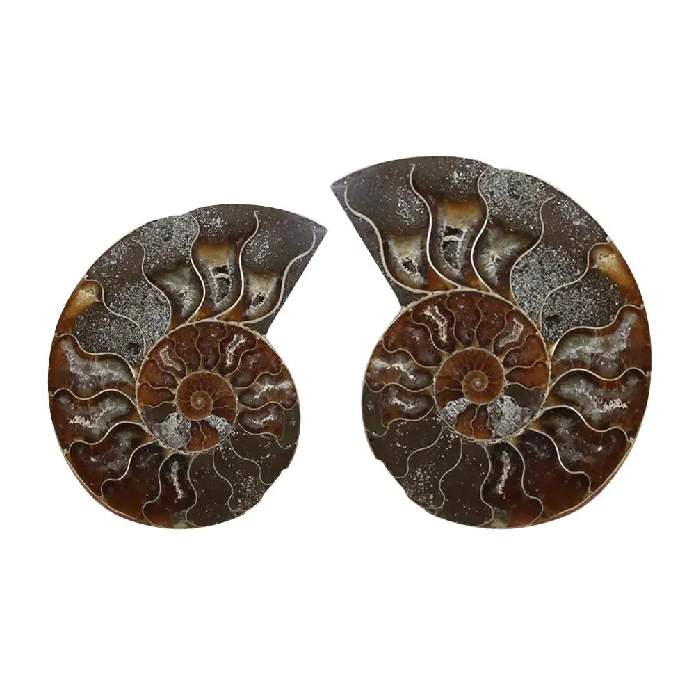 

Natural Conch Fossil Pendant Necklace Rough Stone DIY Ornaments Ammonite Slices Polished Split Conch Fossil Pendant
