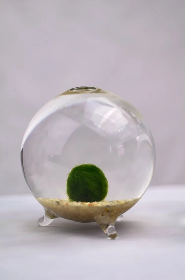 Marimo Round Terrarium// Japanese Moss Ball Aquarium // Miniature