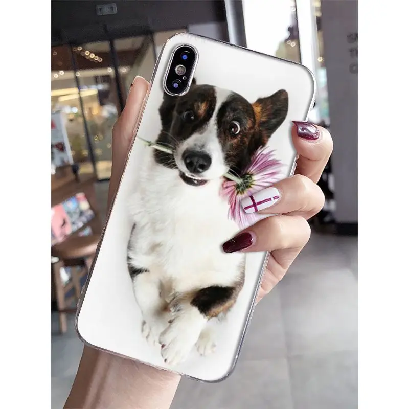 Умный прозрачный мягкий чехол для телефона Babaite Jack Russell Terrier Dog iPhone 8 7 6 6S Plus 5 5S SE XR X XS