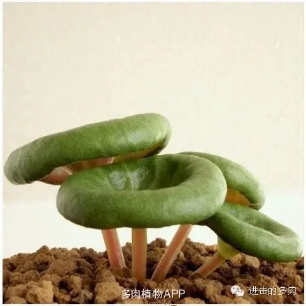 100 шт Свежие реальные Crassula Umbella Oobonsai суккуленты(Qingsuolong