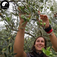 Купить Olea Europaea Tree Semente 24 шт растительные оливки дерево для Olivaris Fruit Gan Lan