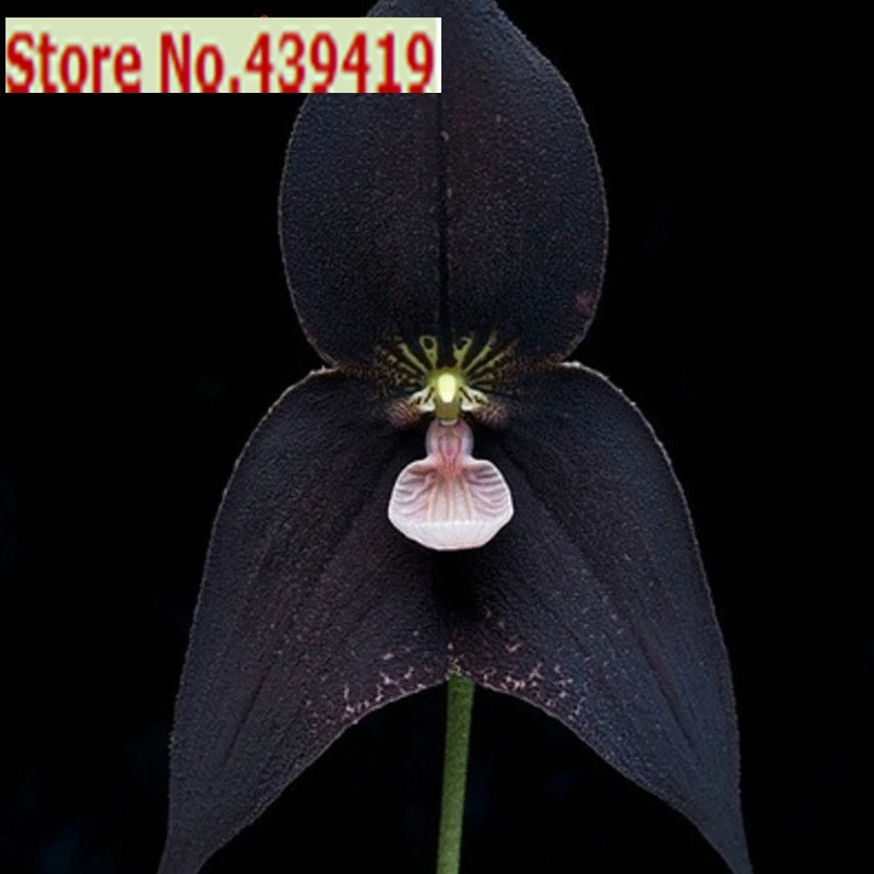 200 Pcs muito raro preto Monkey Face orquídea sementes de plantas pátio e  jardim plantas flores em vasos sementes de orquídeas rosto dragões macaco|seeds  lowes|seeds orchidseed corn - AliExpress