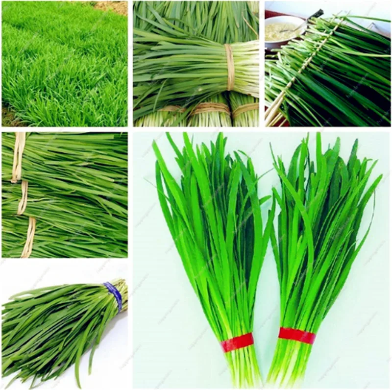 

300 pcs/ bag Chinese Chives Everygreen Non-GMO Tasty Juicy Leek Vegetable Garden Plant for Flower Pot Planters Easy to Grow