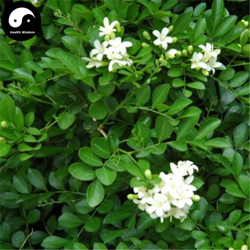 

Buy Murraya Exotica Tree Semente 60pcs Plant Sweet Tree Jiu Li Xiang