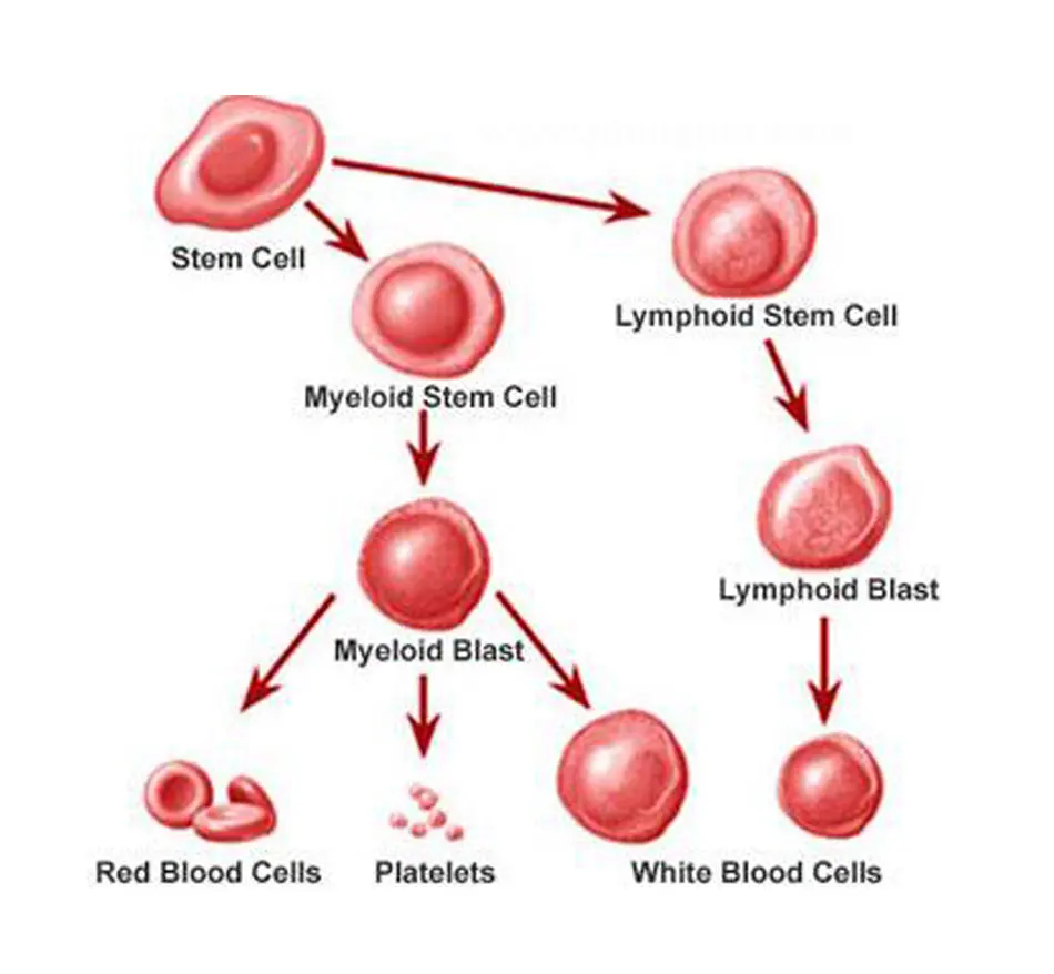 Лечение лейкемии формула ТСМ экстракт растений, лечение кровяных ...