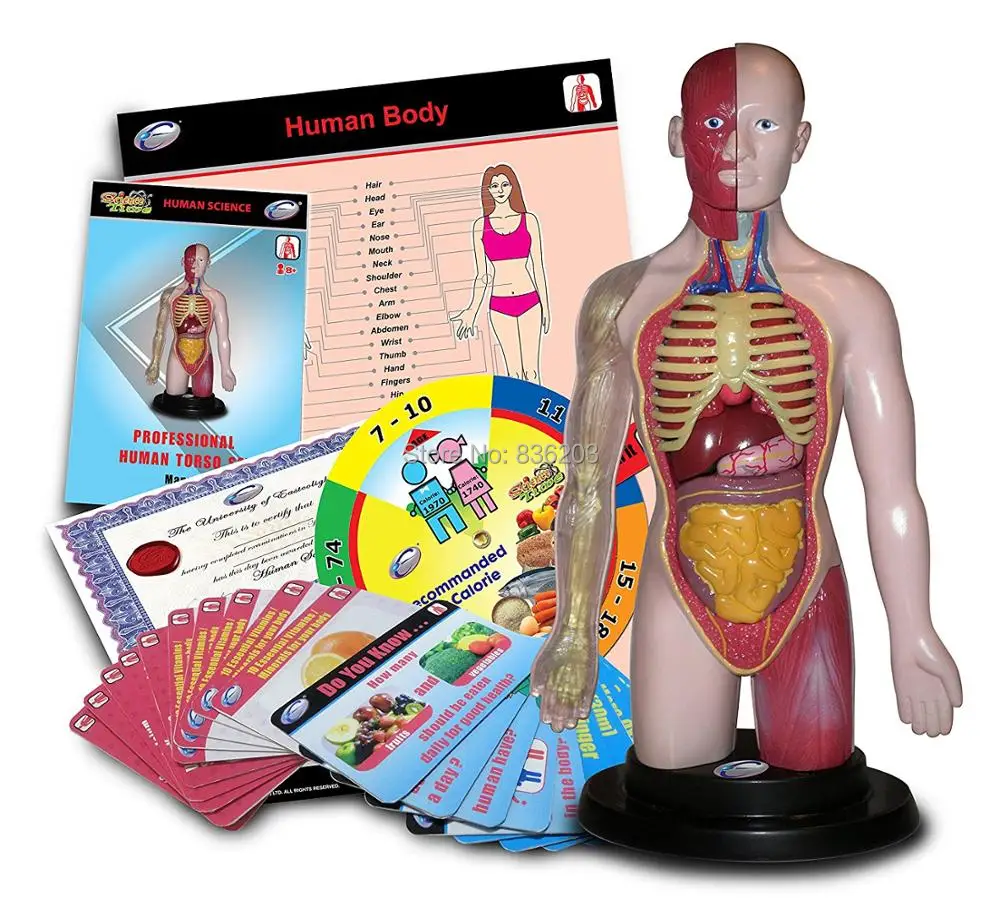 Eastcolight Science Professional torso esqueleto Скелетон анатомическая модель медицинский инструмент|anatomical model|human anatomyanatomy human |
