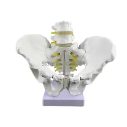Мужской анатомический тазовой Скелет анатомический череп для изучения анатомии скульптура медицинская модель с поясничным позвоночником