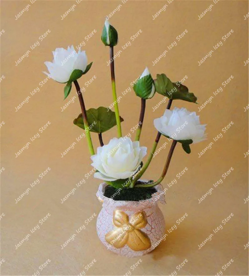 5 Pcs/Lot Mini Lotus Flower Aquatic Bonsai Plants Bowl Lotus Water Lily Flores Perennial Plant Pooted for Home Garden Decoration 5 Pcs/Lot Mini Lotus Flower Aquatic Bonsai Plants Bowl Lotus Water Lily Flores Perennial Plant Pooted for Home Garden Decoration