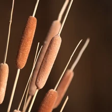 5 шт. сушеные натуральные шипы Cattail настоящие Рид булавы букеты из искусственных цветов Свадебные Декоративные цветы украшение дома