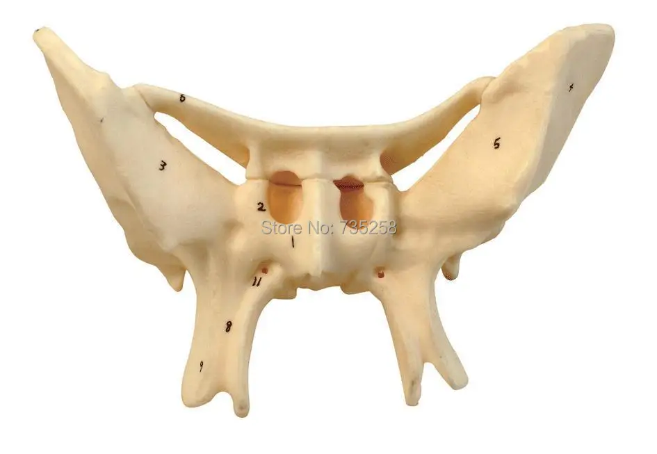 

Amplified Alar Bone,Sphenoid Bone Amplification Model