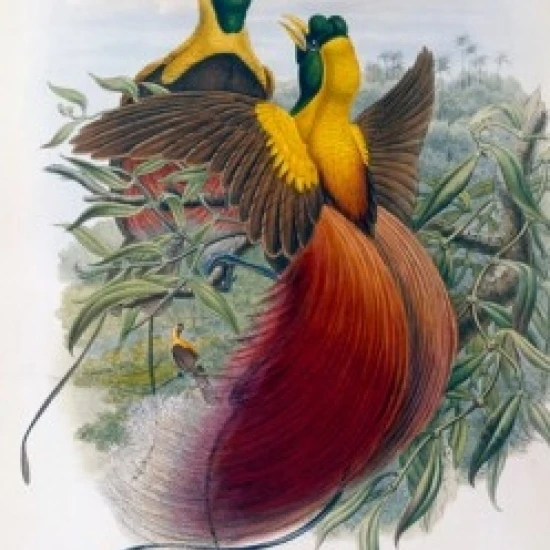 Red Bird of Paradise  John Gould (1804-1881 British)  Poster Print (24 x 36)