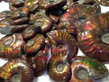 

free shipping Rare Natural conch Ammonite specimens of Madagascar pendant